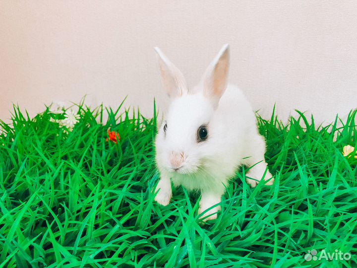 Карликовый кролик - супер мини