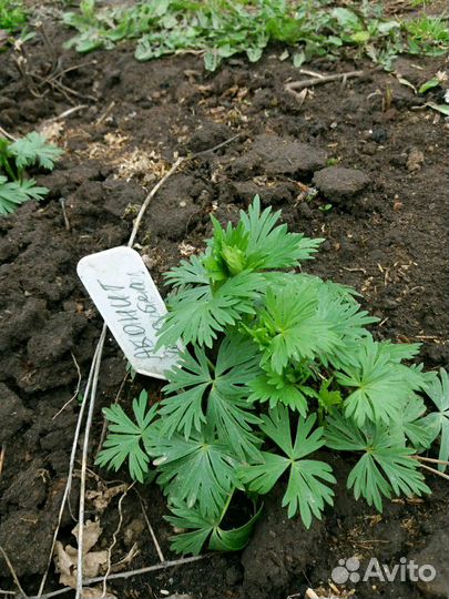 Рассада многолетников и однолетников