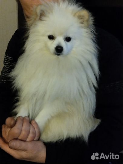 Шпиц вязка ищем подружку