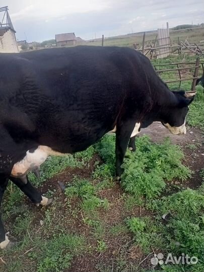 2 коровы,цена указана за одну