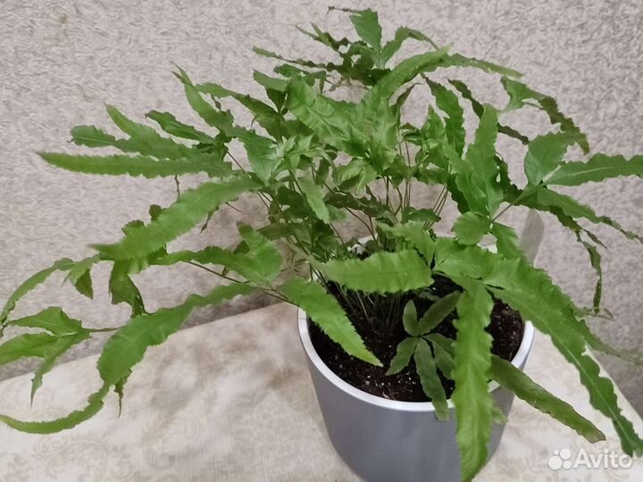 Птерис критский Майи