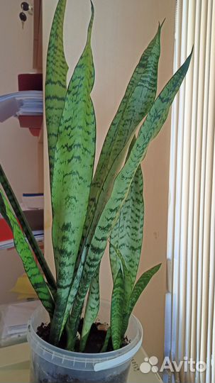 Сансевиерия