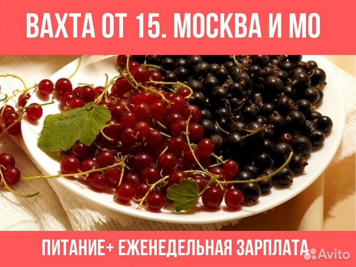 Сбощик/ца Смородины От 15 смен Питание Ставка Фикс