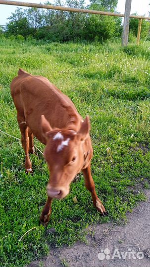 Продаётся тёлочка от домашней коровы