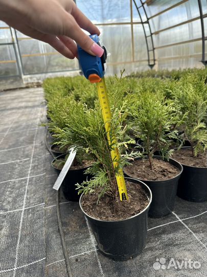 Туи в ассортименте