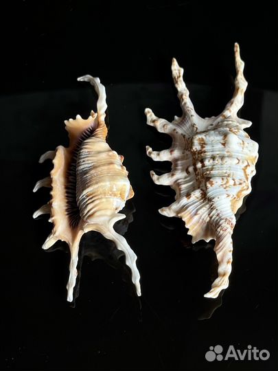 Морские ракушки раковины