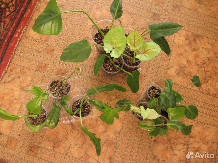 Сортовые хойи, ароидные, суккуленты для начинающих