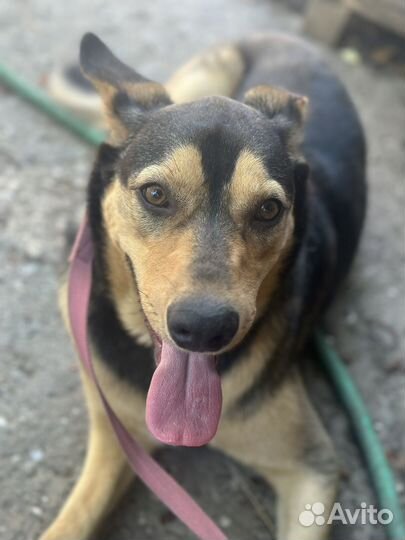 Метис овчарки