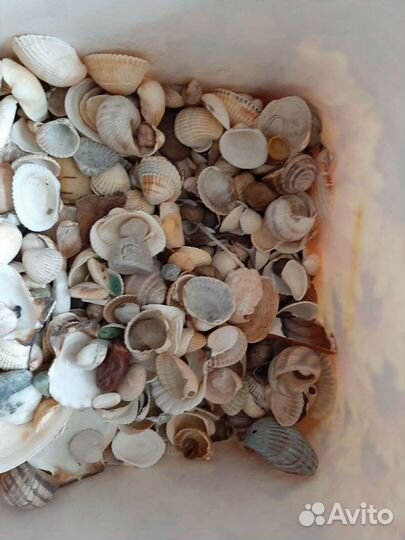 Ракушки,грунт