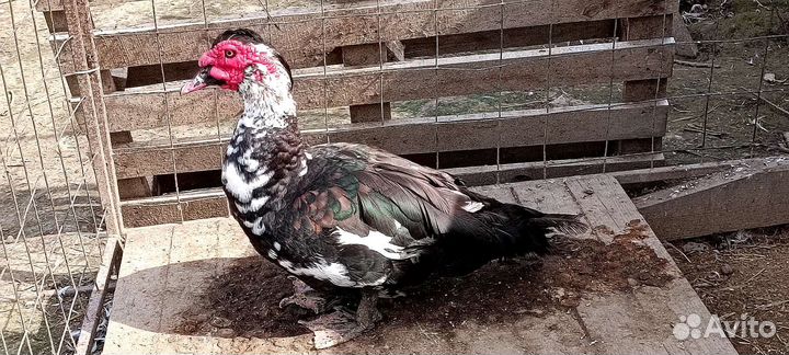 Индоутки 1 год, несутся