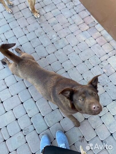 Каштан ищет дом