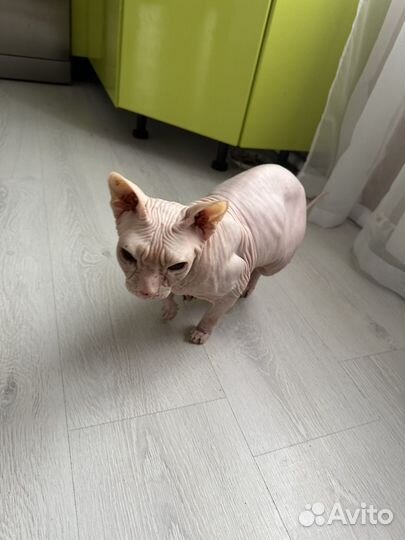 Донской сфинкс