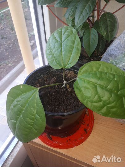 Клеродендрум томпсон