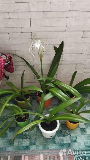 Гименокаллис