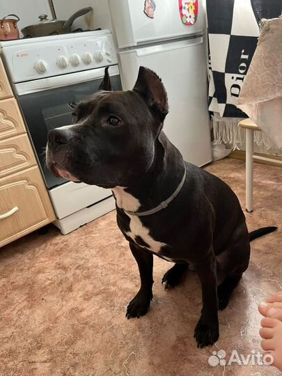 Отдам чистокровного стаффорда