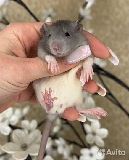 Крысы дамбо, крысята, крыса. Питомник