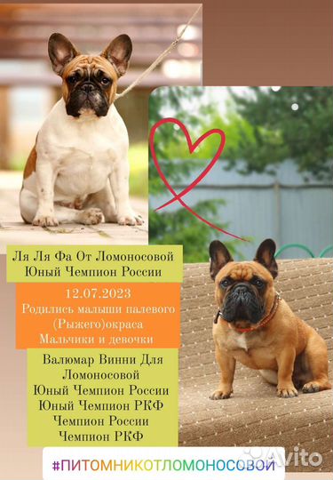 Французский бульдог щенки,Питомник РКФ