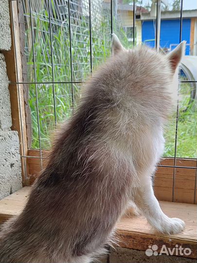 Мальчик помски