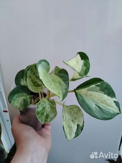 Цветы разные