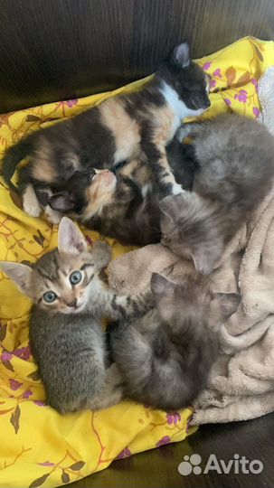 Котята в добрые руки