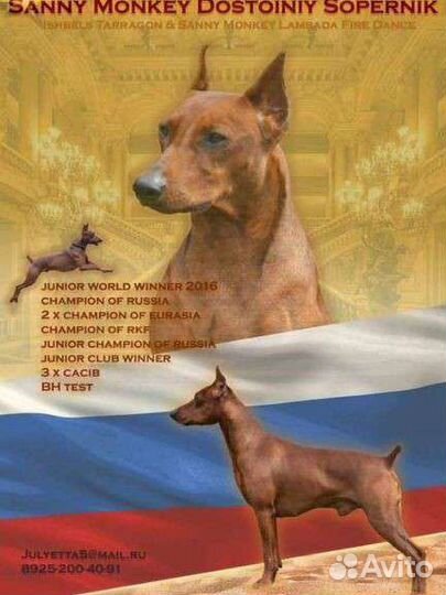 Немецкий пинчер щенки