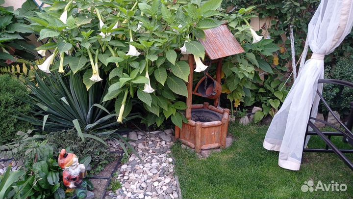 Бругмансия в горшке