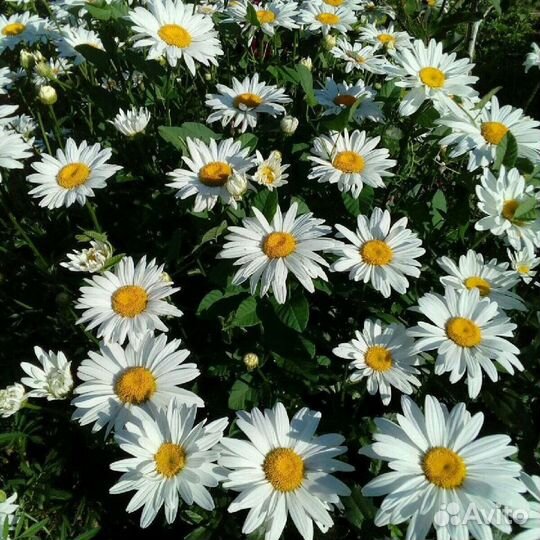 Ромашки, аллиум