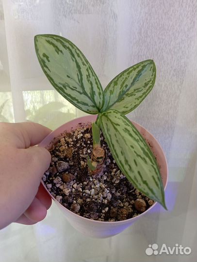 Комнатные растения разные