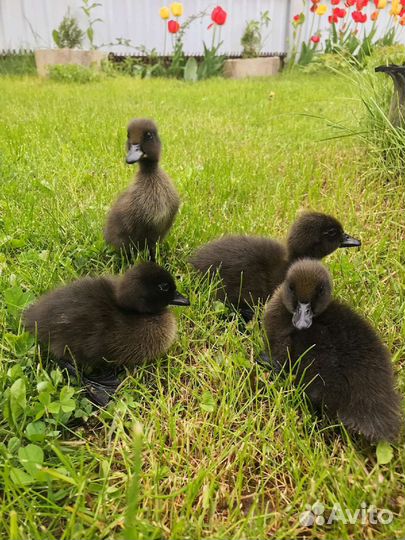 Инкубационное яйцо индийского бегунка