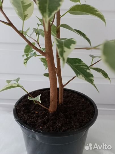 Фикус бенжамина