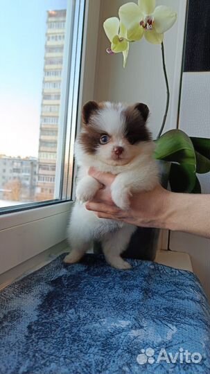 Померанский шпиц