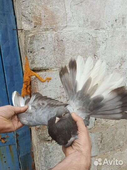 Продажа голубей
