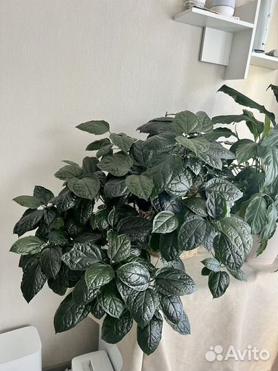 Клеродендрум томпсона