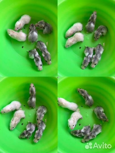 Сирийский хомяк малыш