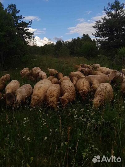 Бараны овцы