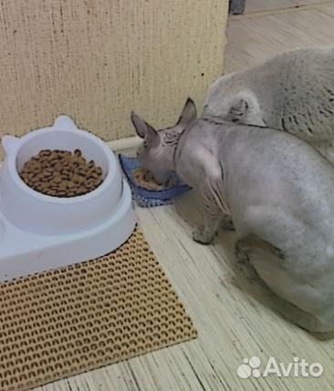 Роял канин для взрослых кошек Корм для кошек Royal