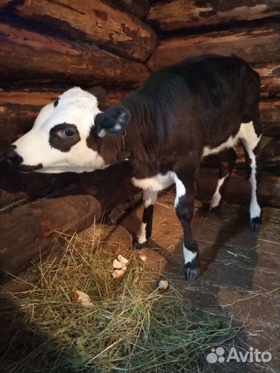 Продам телят