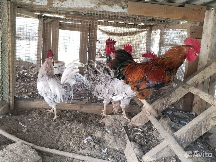 Куры петухи
