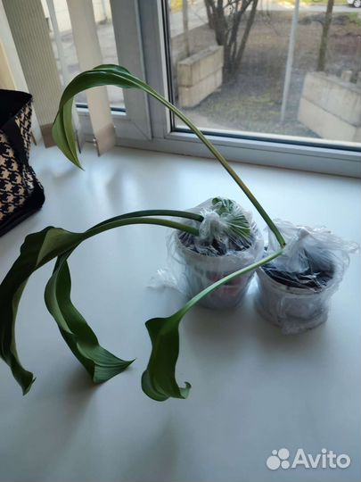 Эухарис амазонская лилия