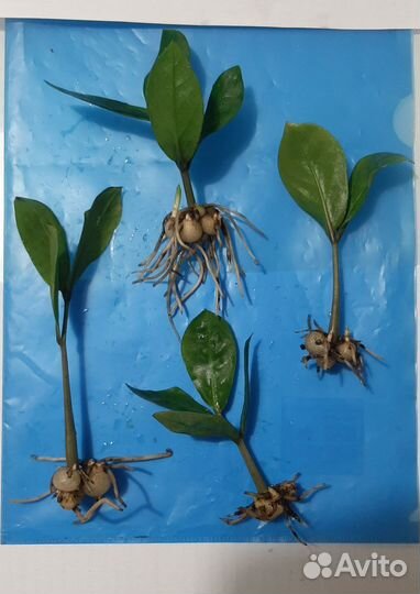 Замиокулькас