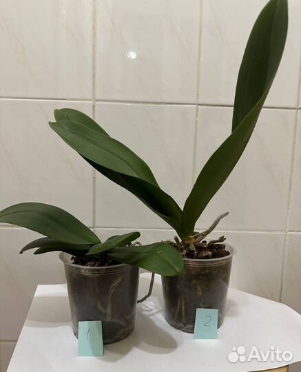 Орхидея фаленопсис