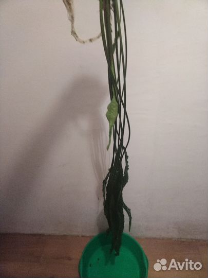 Аквариумные растения