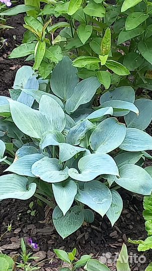 Ирисы, хосты