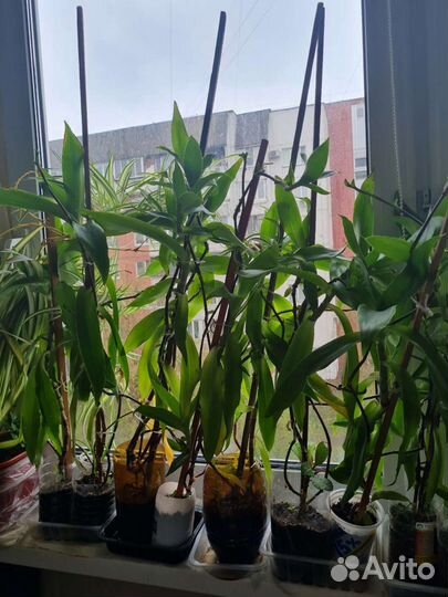 Золотой ус алое каланхое хлорофитум