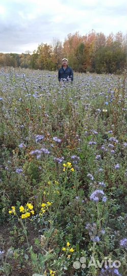 Продажа пчелосемьи