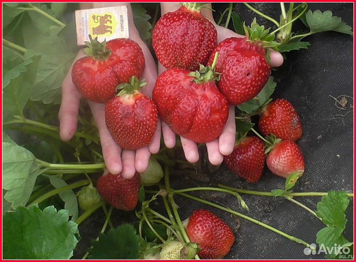 Азия саженцы зкс