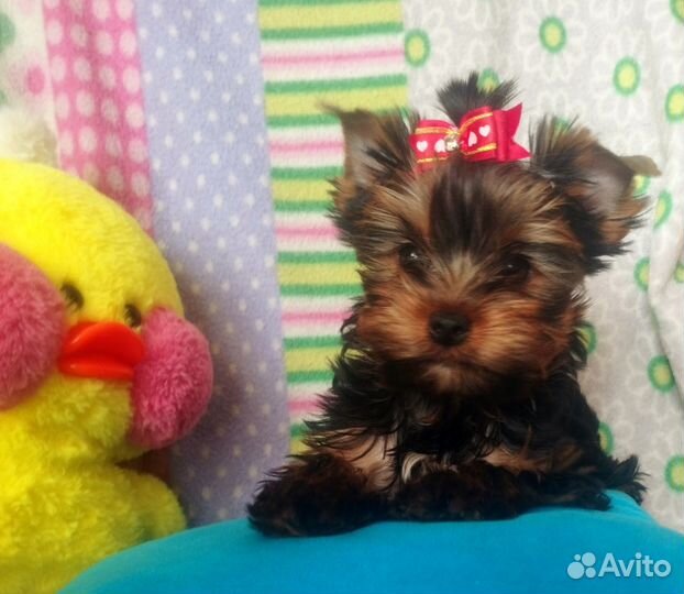 Йорки с документами