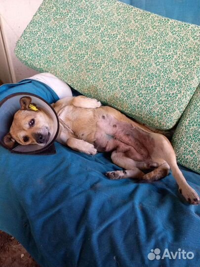 Собака Чипси, 10 лет, VIP- бабуля)