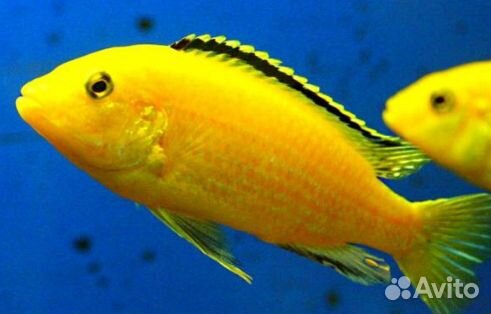 Питомник аквариумных рыб