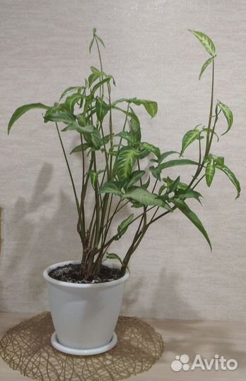 Сингониум ушковидный